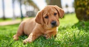 Guide dogs Australia - Born to lead